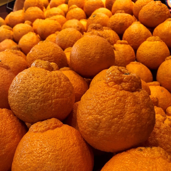 Fresh California Organic Sumo Manderin Orange Citrus Dekopon Fruits Tropical Fruit Non GMO