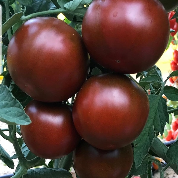 Tomato Black Cherry Tomatoes Organic Seeds - Heirloom, Non GMO 2023 - Grow Indoors, Outdoors, Pots, Grow Beds, Soil, Hydroponics, Aquaponic