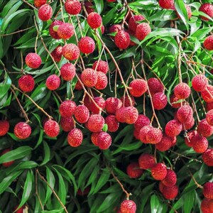May include: A close-up of a lychee tree laden with ripe, red lychees. The fruit is clustered together on the branches, creating a vibrant and colourful display.