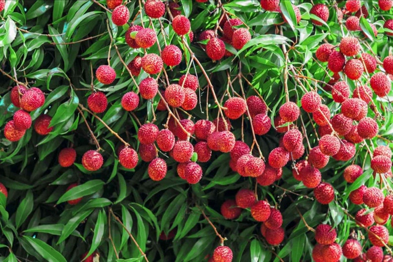 May include: A close-up of a lychee tree laden with ripe, red lychees. The fruit is clustered together on the branches, creating a vibrant and colourful display.