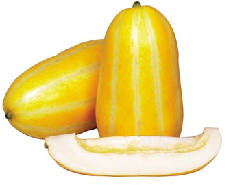 Korean Golden Melon Chamoe Heirloom Seeds New Crop