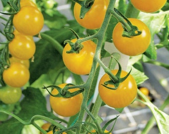 Gold Nugget Lemon Drop Cereja Híbrido Tomate Sementes Orgânicas Herança, Não OGM 2023