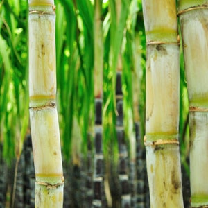 Peut inclure: Gros plan sur des tiges de canne &agrave; sucre, montrant leur structure segment&eacute;e et des nuances de beige et de vert. L'arri&egrave;re-plan pr&eacute;sente d'autres cannes &agrave; sucre et des feuilles vertes, cr&eacute;ant une sc&egrave;ne agricole naturelle.