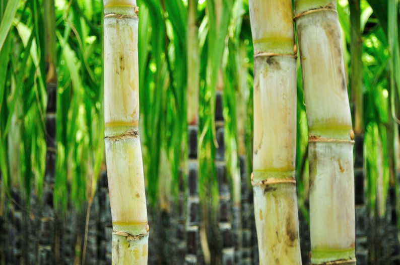 Peut inclure: Gros plan sur des tiges de canne &agrave; sucre, montrant leur structure segment&eacute;e et des nuances de beige et de vert. L'arri&egrave;re-plan pr&eacute;sente d'autres cannes &agrave; sucre et des feuilles vertes, cr&eacute;ant une sc&egrave;ne agricole naturelle.