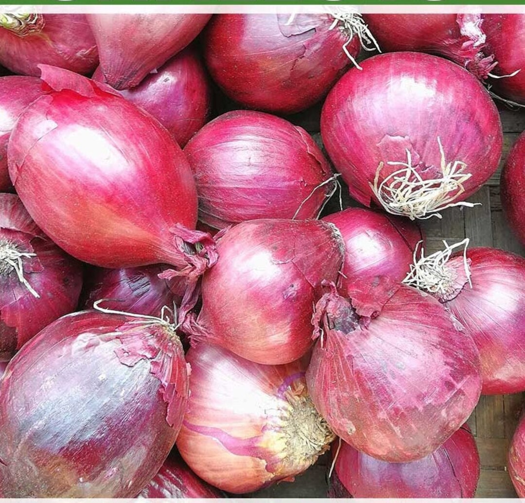 Pink Shallots Set Bulbs Organic Non GMO Garden Vegetable Heirloom Seeds Multiplier Onions New