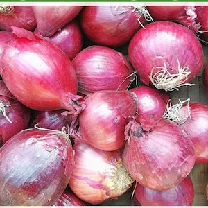 Shallot Long French Onion Seeds - Cena: €1.95