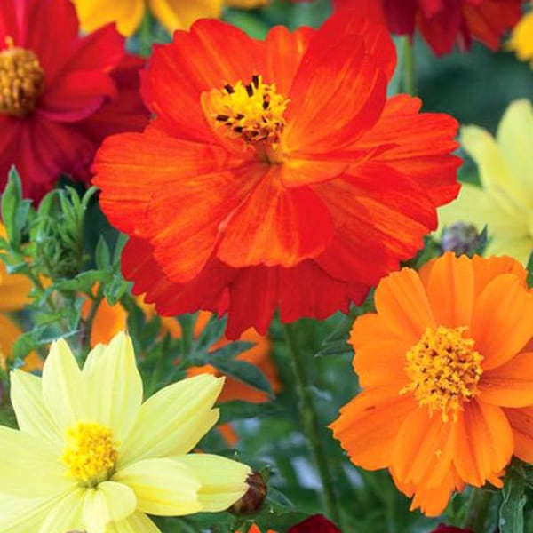 Bright Lights Sulfur Cosmos Mix Orange Yellow Seeds Flower Spring Summer Bloom Heirloom Seed Great for Cut Flowers Bouquet New Crop 2024
