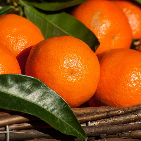 Mandarin Orange Tree Seeds Seeds Open Pollinated Heirloom Non GMO New Crop 2023