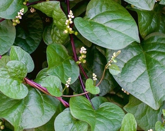 Red Malabar Spinach Mong Toi Seeds Non GMO Heirloom Mild Sweet Flavor Vegetable Seed New Crop 2024