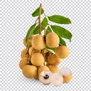 Longan Tropical Fruit Heirloom Seeds Non GMO Long An Seed New Crop 2023 image 4