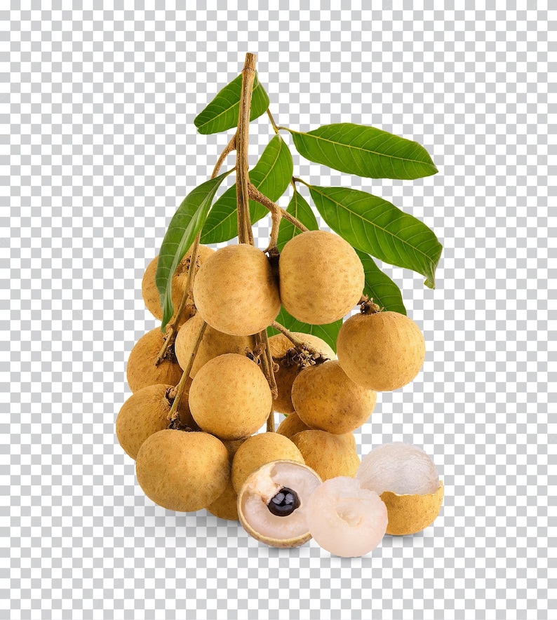 Longan Tropical Fruit Heirloom Seeds Non GMO Long An Seed New Crop 2023 image 4