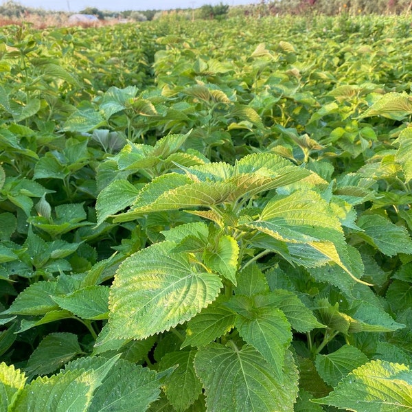 Korean Perilla Shiso Seeds Non GMO Heirloom Kaennip Sesame Beefsteak Leaf Green Purple Basil Mint Herb Seed New Crop 2024