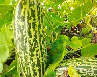 Thai Musk Melon Tang Mo Vietnamese Dua Gang Golden Tripes Melon Heirloom Seeds New Crop 2024