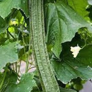 Bonanza Angled Luffa Ridged Luffa Gourd Squash Chinese Okra Seeds ...