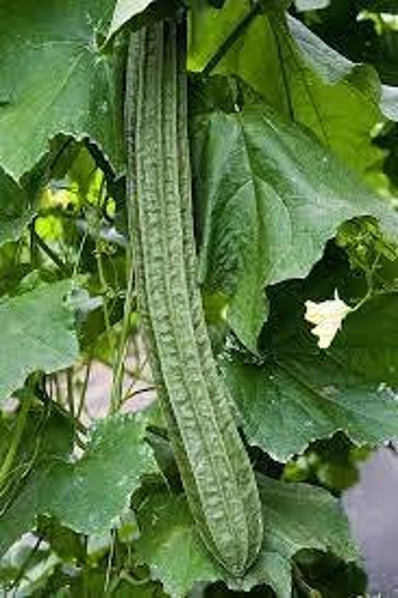 Bonanza Angled Luffa Ridged Luffa Gourd Squash Chinese Okra Seeds ...