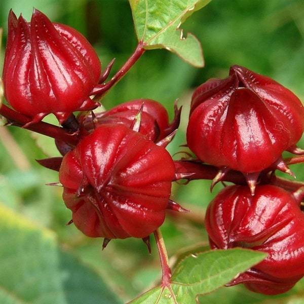 Red Hibiscus Roselle Asian Sour Leaf Seeds Non GMO Heirloom Herb Tea Vegetable Seed New Crop 2024