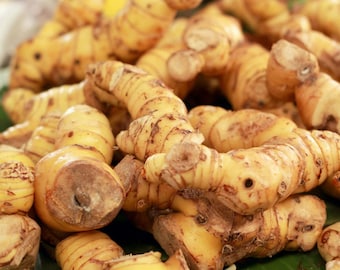 Organic Galangal Galanga Root Edible Roots Non GMO Tea Spice Herb Gourmet Cooking Planting