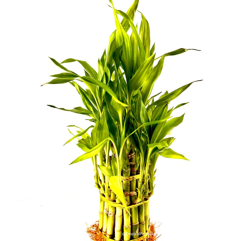 Lucky Bamboo