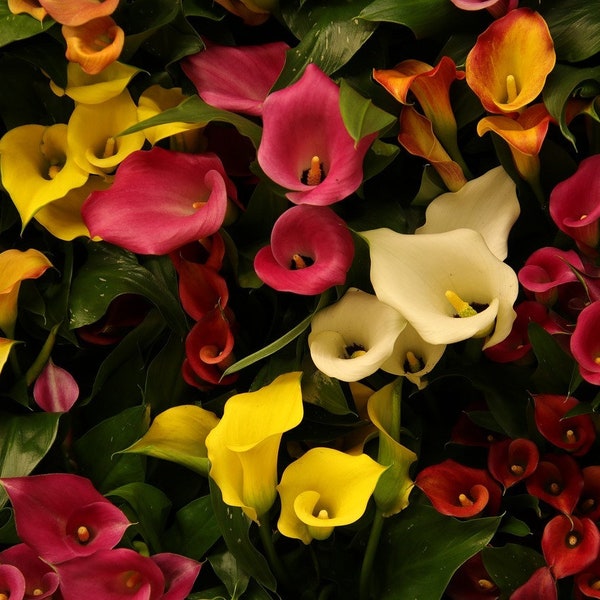 Red Calla Lily - Etsy