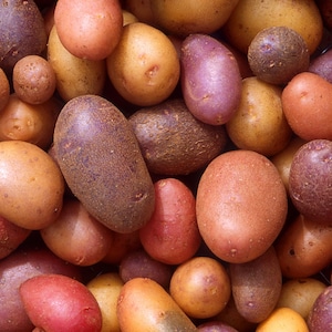 May include: A close-up shot of a variety of colorful potatoes. The potatoes range in color from red and purple to yellow and brown. The potatoes are of different sizes and shapes, creating a visually appealing display. The image highlights the natural colors and textures of the potatoes.