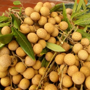 Longan Tropical Fruit Heirloom Seeds Non GMO Long An Seed New Crop 2023 image 1