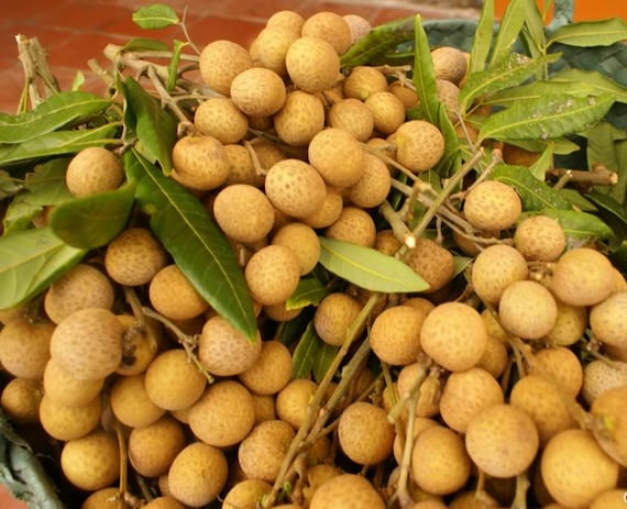 Longan Tropical Fruit Heirloom Seeds Non GMO Long An Seed New Crop 2023