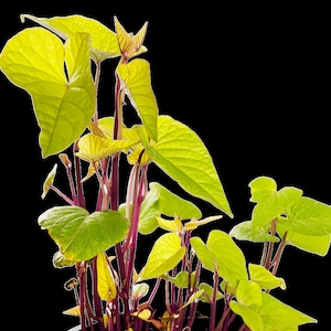 May include: A close-up of a vibrant green and yellow sweet potato plant with purple stems growing in a pot. The plant has multiple stems and leaves.