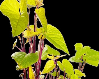 Japanese Organic Purple Sweet Potatoes Beni Imo Plants Well Rooted Seedling Heirloom Non GMO