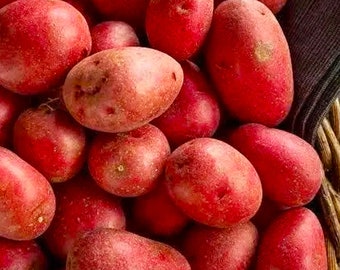 Ruby Red Potatoes Seed Potato Seeds New Crop 2023