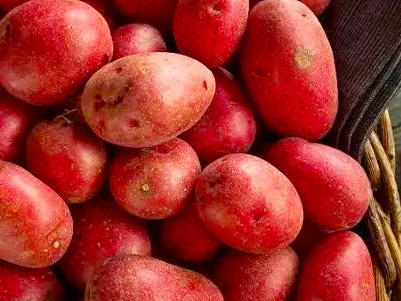 Ruby Red Potatoes Seed Potato Seeds New Crop 2023 - Etsy
