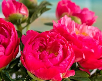 Peony Lactiflora Coral Charm Bareroot 2-3 Eyes Flowers Bare Root Hot Pink Heirloom 2024 Spring Season