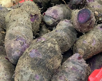 Fresh Organic Purple Yam Ube Dioscorea Alata Greater Yam Seed Tuber Non GMO Good for Planting or Cooking 2024