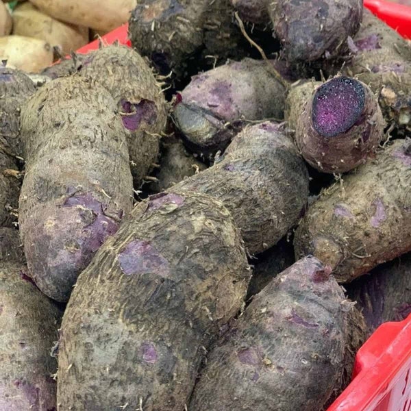 Fresh Organic Purple Yam Ube Dioscorea Alata Greater Yam Seed Tuber Non GMO Good for Planting or Cooking 2024