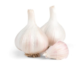 Colossal Organic Music Garlic Seed Garlic Bulbs Porcelain Italian Early Jumbo XL Hardneck Bulb