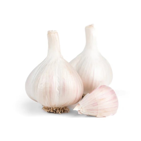 Colossal Organic Music Garlic Seed Garlic Bulbs Porcelain Italian Early Jumbo XL Hardneck Bulb