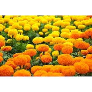 250 Souci africain Hawaii Seeds Tagetes Erecta Heirloom Seed Nouvelle récolte 2024