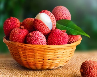 Lychee Tropical Fruit Heirloom Seeds Non GMO Litchi Seed New Crop