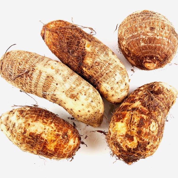 Elephant Ears Bulbs Etsy