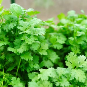 Slow Bolting Leisure Cilantro Seeds ,Mexican Coriander Culantro Parsley Herb Spice Non GMO Heirloom Vegetable Seeds