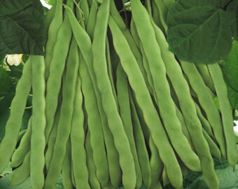 Fresh Green Romano Beans Italian Flat Bean Non GMO