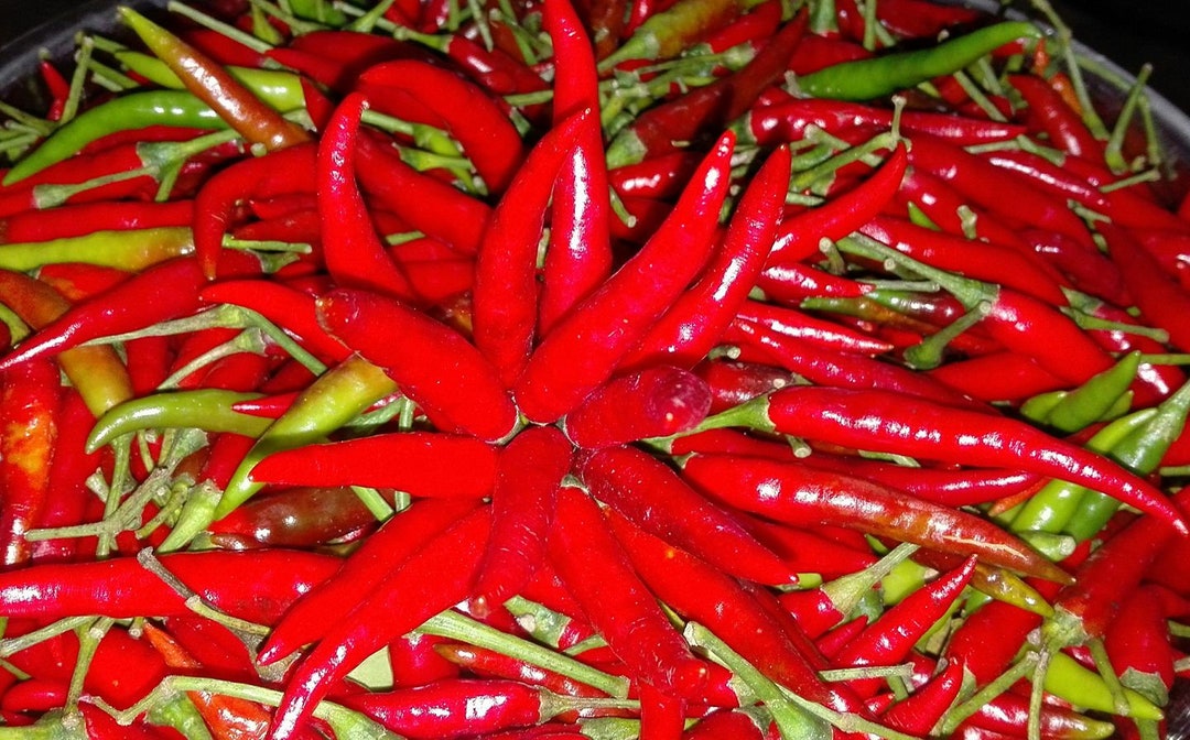 Thai Chili Pepper Seeds 50 Ct 2022 Freshly Harvested Seeds Etsy