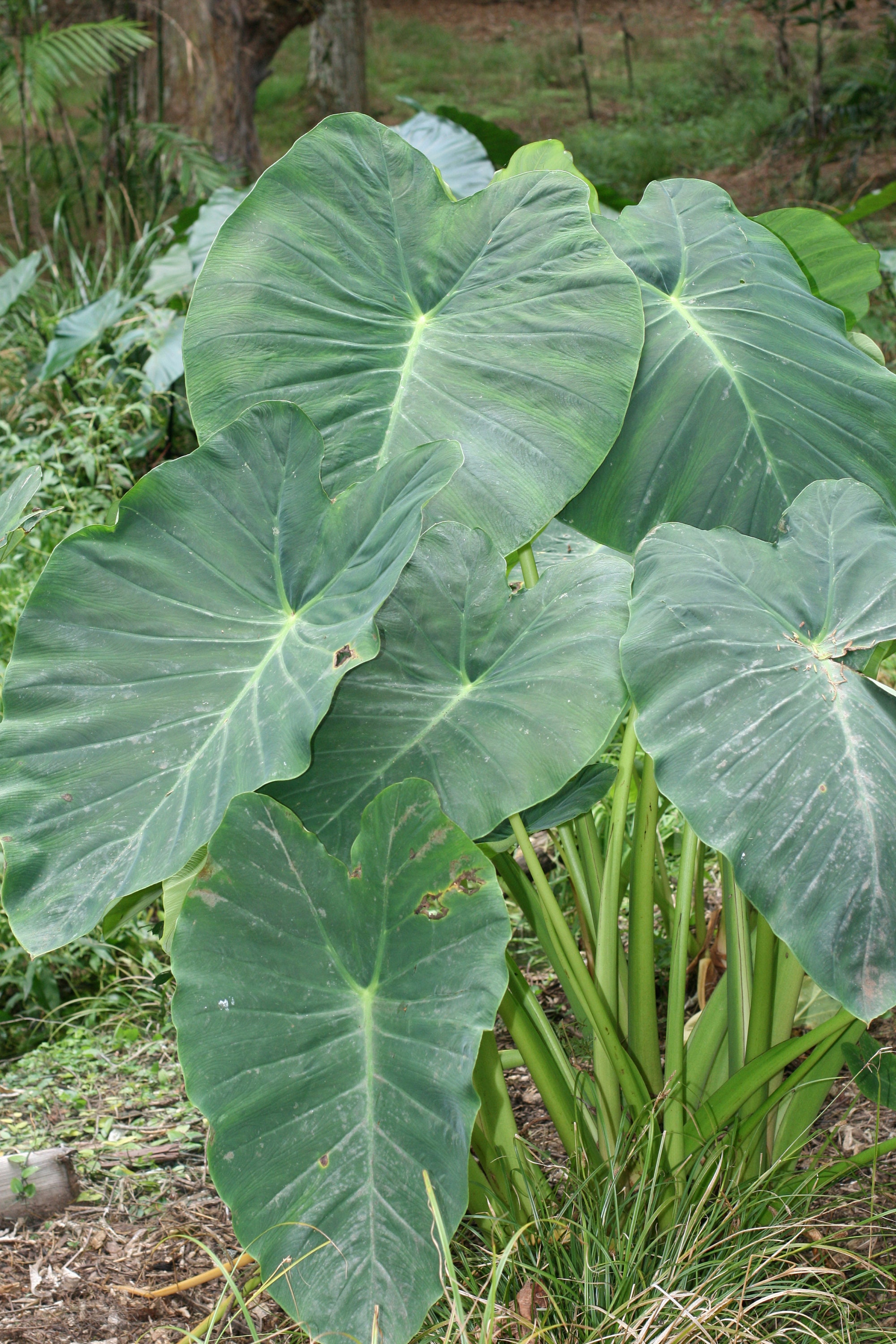 Edible Elephant Ear Taro Root for Planting or Eating Seed Bulbs Organic Non  GMO New Crop 2024 - Etsy