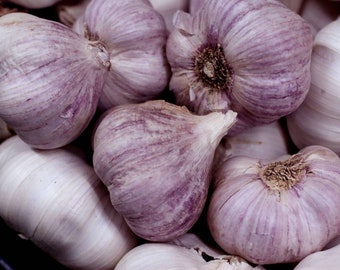 Persian Star Organic Purple Stripes Seed Garlic Bulbs Jumbo XL Hardneck Bulb