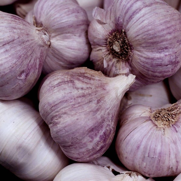 Persian Star Organic Purple Stripes Seed Garlic Bulbs Jumbo XL Hardneck Bulb