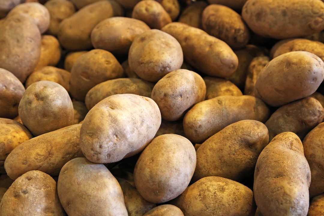 Russet Seed Potatoes Non GMO Heirloom Tuber Potato New Crop 2024 Etsy