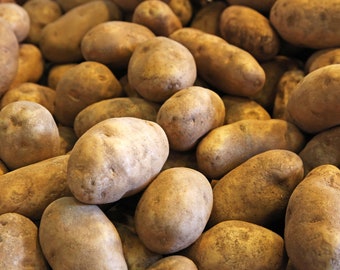 Russet Seed Potatoes Non GMO Heirloom Tuber Potato New Crop 2024