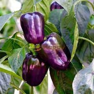 May include: Three purple bell peppers growing on a plant. The peppers are shiny and have a deep purple color.