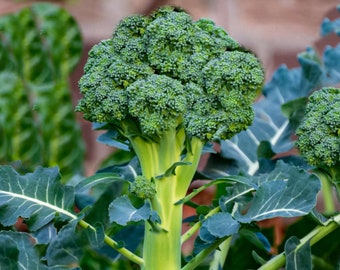 Organic Broccoli Sprouting Seeds Microgreens Heirloom Non GMO New Crop 2023
