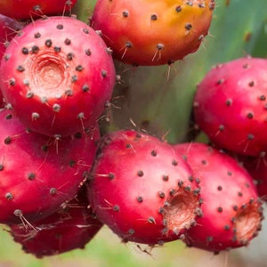 Fresh Fruits Cactus Pear Prickly Pears Nopales Non GMO - Etsy