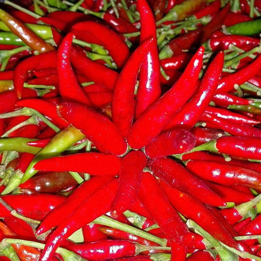 Thai Bird's Eye Organic Hot Pepper